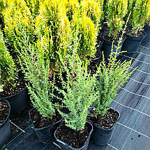 Ялівець Арнольд / h 20-30 / Juniperus communis Arnold, фото 4