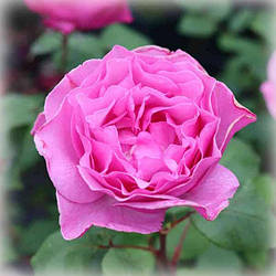 Троянда чайно-гібридна Містер Дарсі (Mr. Darcy)