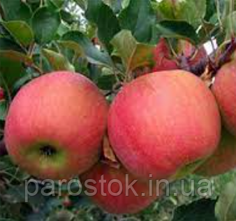 Яблуня Чемпіон Ред.  (М26). Ранньозимовий сорт. (вв), фото 1
