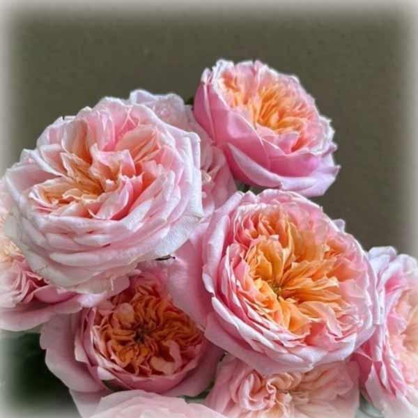 Троянда чайно-гібридна Ноттінг Хілл (Notting Hill), фото 1