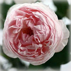 Троянда чайно-гібридна Піоні Пінк (Peony Pink)