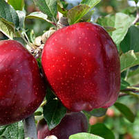 Яблуня Супер Чіф Сандідж. (М26). Зимовий сорт