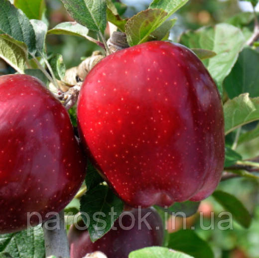 Яблуня Супер Чіф Сандідж. (М26). Зимовий сорт. (вв), фото 1