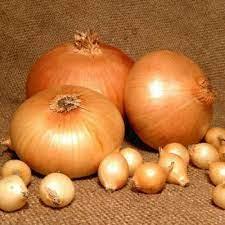 Цибуля саджанка Штутгартер  Стенфілд 10-21 мм  BROER, ціна за 1 кг, 2024