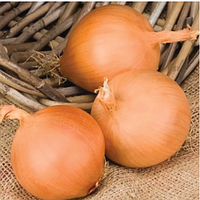 Лук-саджанка ТОП «Песо» 1 кг, Голландія