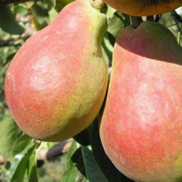 Груша Гранд Чемпіон (зимова)