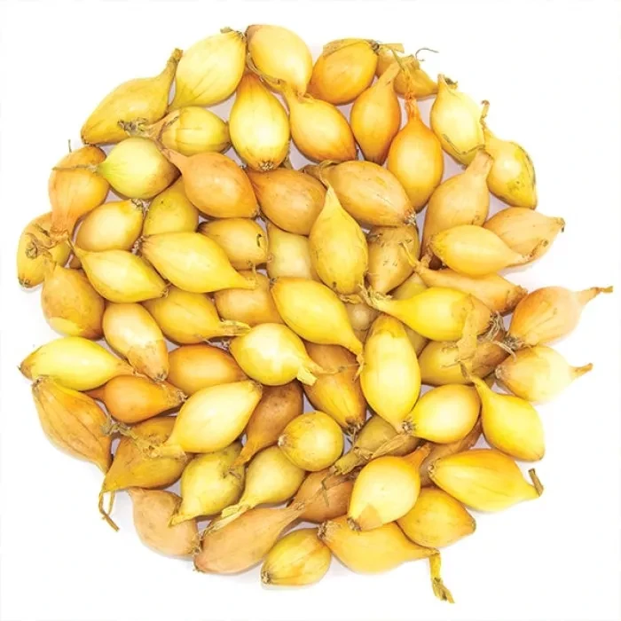 Цибуля озима саджанка Сеншуй 0,5 кг Голландія, фото 1