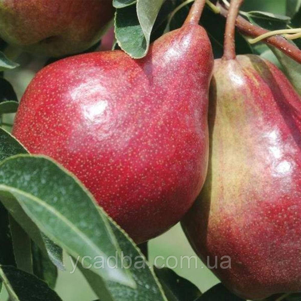 Груша Червона Сенсація (осіння)