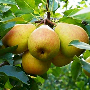 Груша Іллінка (літня)