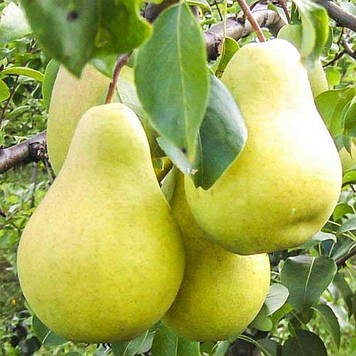 Груша Бланка (зимова)