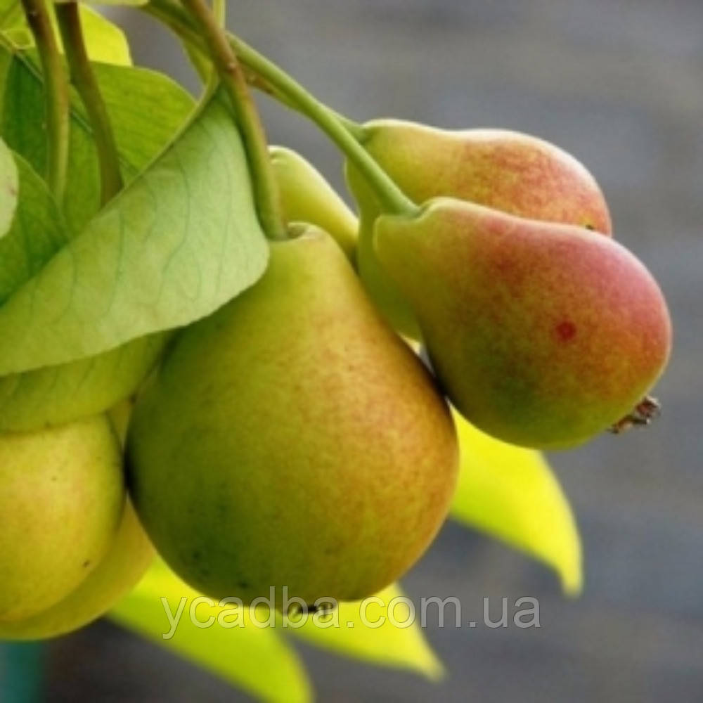 Груша колоноподібна Ніжність (осіння), фото 1