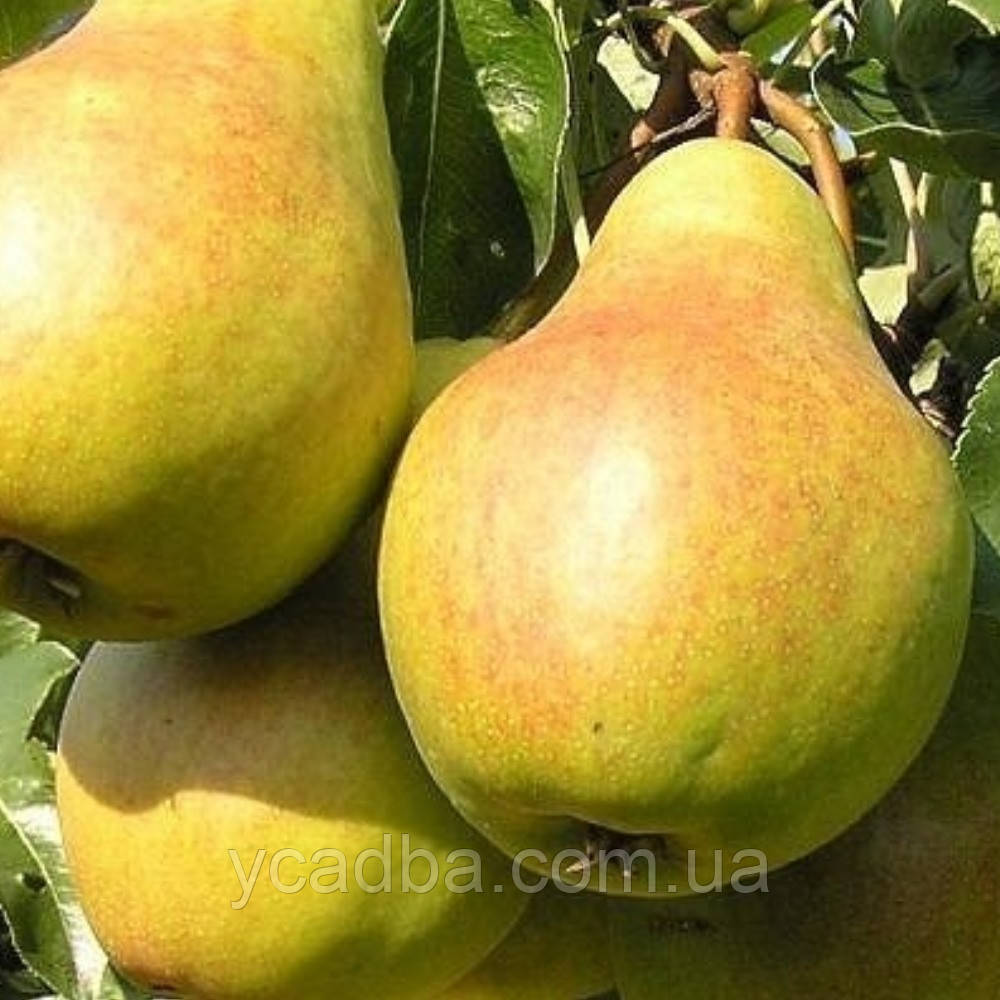 Груша колоноподібна Г-5 (осіння), фото 1