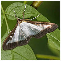 Самшитова вогнівка (метелик самшитовий)