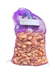 Цибуля Купідо (Амфора) TOP - 1 кг