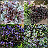 Живучка "Atropurpurea"  грунтопокривні садові квіти, фото 2