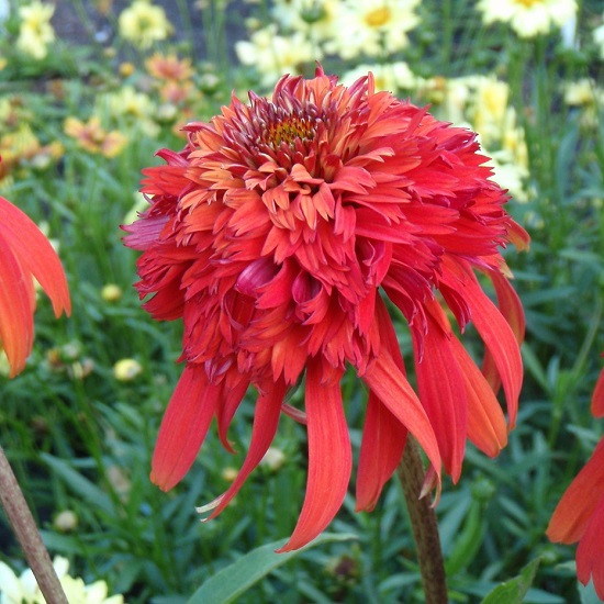 Ехінацея "Hot Papaya"  саджанці рідкісних рослин, фото 1