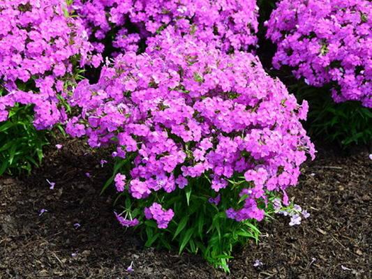 Флокс "Forever Pink" Багаторічні садові квіти,рослини, фото 1