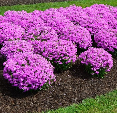 Флокс "Forever Pink" рослини садові поштою, фото 1