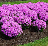 Флокс "Forever Pink" Багаторічні садові квіти,рослини, фото 2