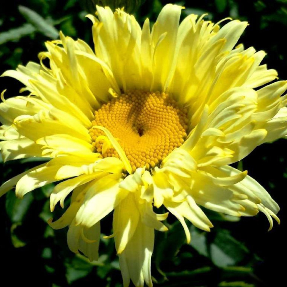 Ромашка "Goldfinch" Квіти для саду багаторічні, фото 1