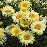 Ромашка "Goldfinch" Квіти для саду багаторічні, фото 2