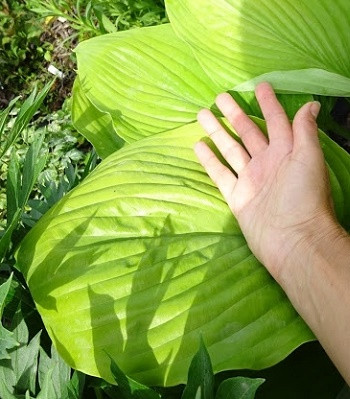 Хоста "Sum and Substance" саджанці багаторічних квітів, фото 1