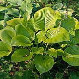 Хоста "Sum and Substance" саджанці багаторічних квітів, фото 2