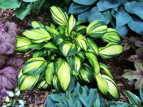 Хоста "Rainbow's End"  багаторічні квіти, фото 1