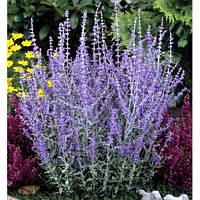 Перовська лебедолиста "Little Spire"  Садові квіти