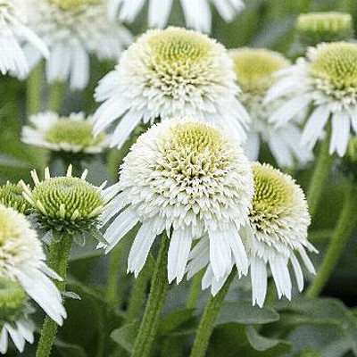 Ехінацея "White Double Delight" багаторічні квіти, фото 1