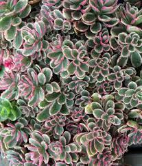 Очиток "Variegatum"  Садові квіти,саджанці, фото 1