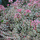 Очиток "Variegatum"  Садові квіти,саджанці, фото 2