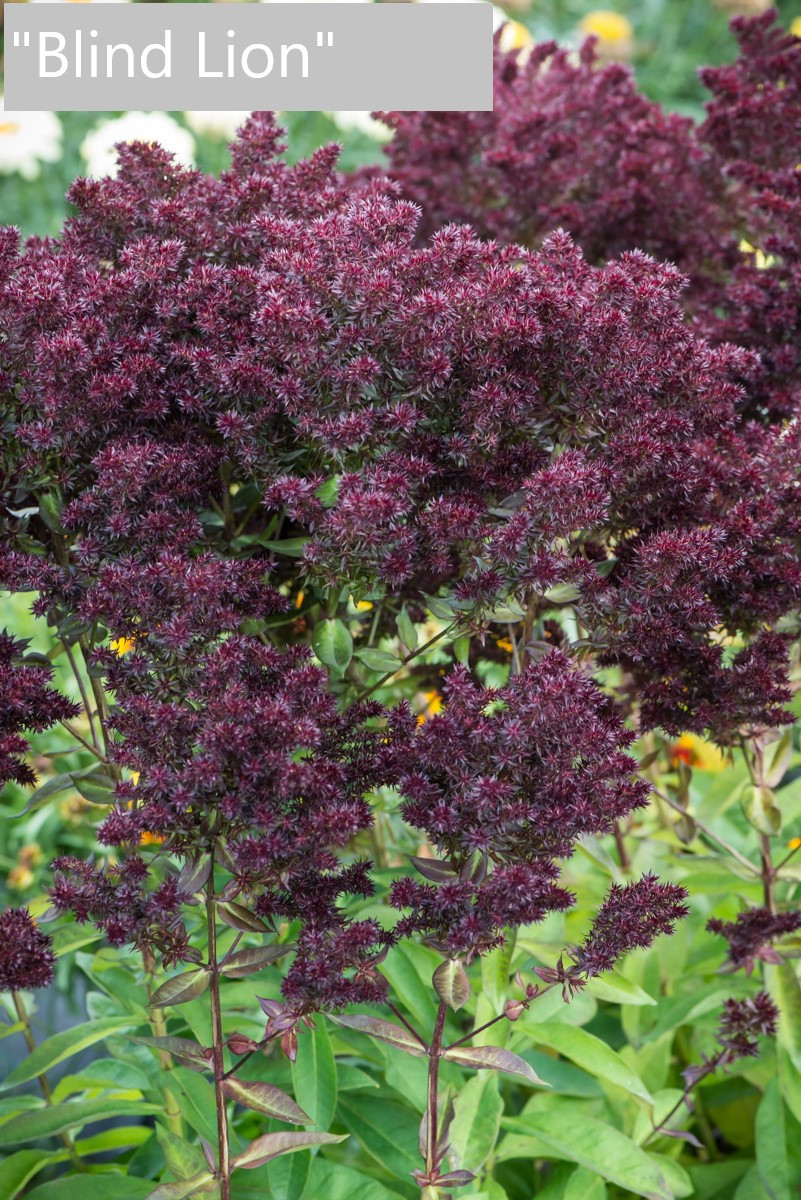 Флокс "Blind Lion" Садові квіти багаторічні, фото 1