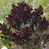 Флокс "Blind Lion" Садові квіти багаторічні, фото 2