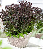 Флокс "Blind Lion" Садові квіти багаторічні, фото 3