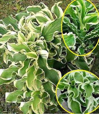 Хоста "Let's Twist Again" садові квіти розсадою, фото 1