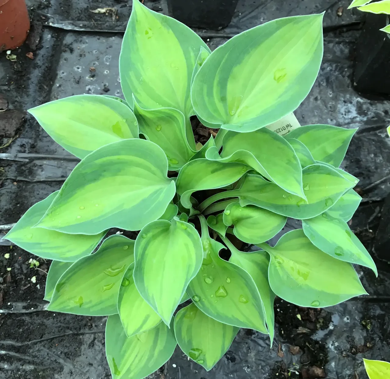 Хоста "Tick Tock"  садові квіти, фото 1