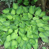 Хоста "Tick Tock"  садові квіти, фото 2