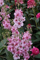 Вербаскум "Rosie"  Квіти багаторічні бордюрні