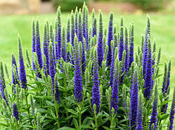 Вероніка "First Glory"  Саджанці багаторічних квітів