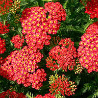 Деревій "Paprika"  саджанці рідкісних рослин