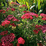 Деревій "Paprika"  саджанці рідкісних рослин, фото 2