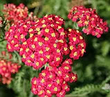 Деревій "Paprika"  саджанці рідкісних рослин, фото 3