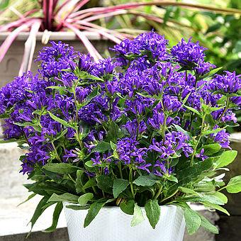 Дзвіночок "Blue Crown"  багаторічні квіти для саду, фото 1