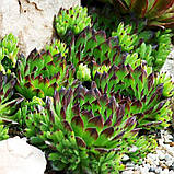 Молодило "Reinhard"           Рослини для саду, фото 3