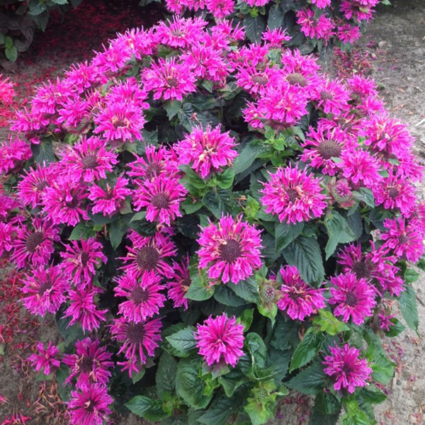 Монарда "Bee-Free"  красиві багаторічні квіти, фото 1