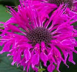 Монарда "Bee-Free"  красиві багаторічні квіти, фото 2