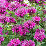 Монарда "Bee-Free"  красиві багаторічні квіти, фото 3
