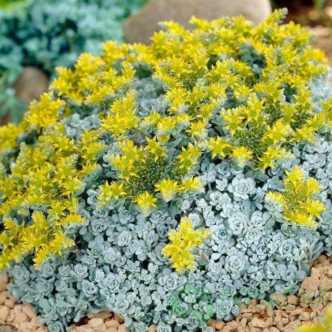 Очиток "Cape Blanco" Садові грунтопокривні низькорослі квіти, фото 1