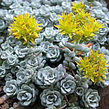 Очиток "Cape Blanco" Садові грунтопокривні низькорослі квіти, фото 2